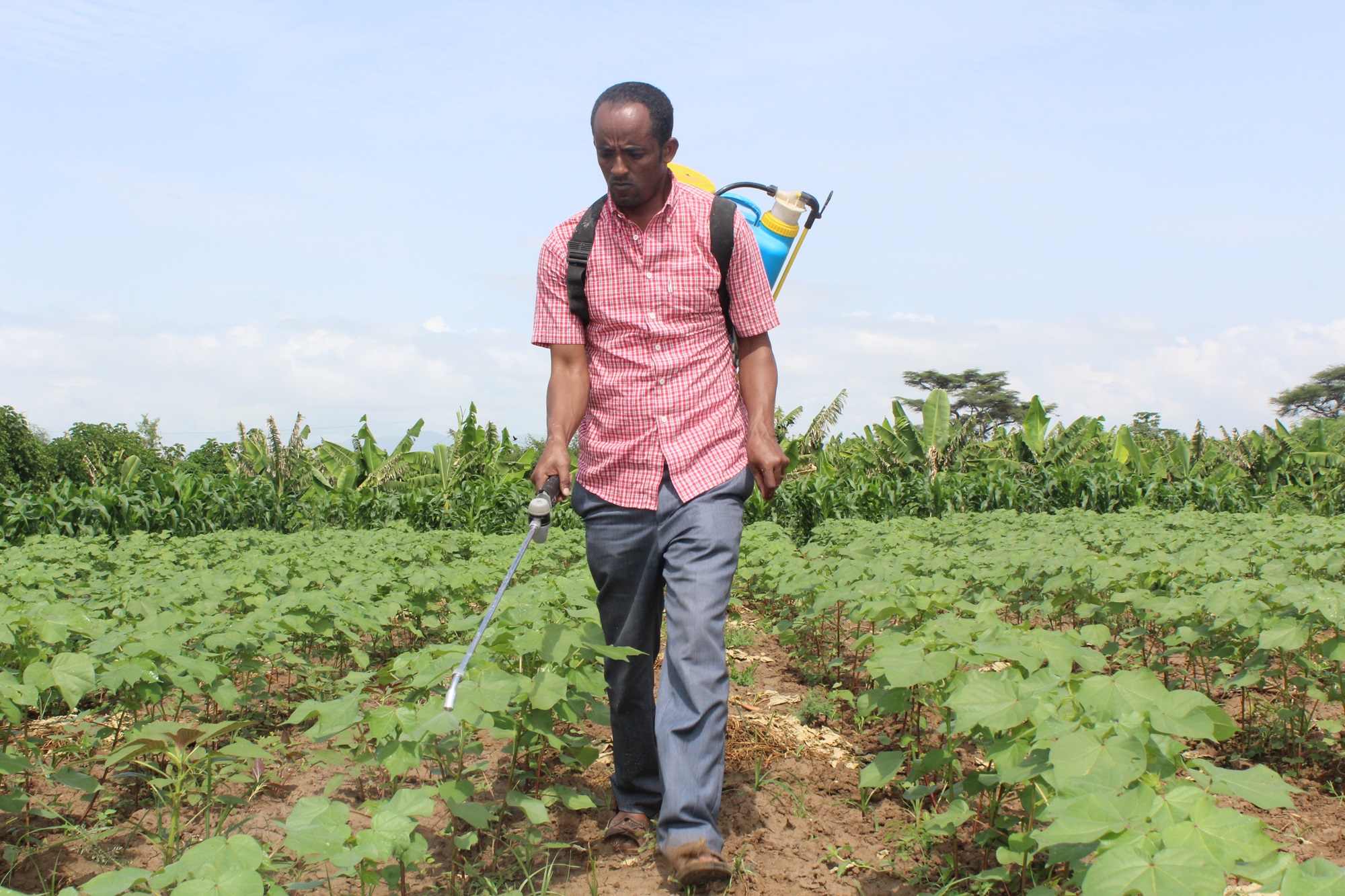 Zemenu Genet of PAN Ethiopia demonstrates the application of food spray on cotton crops in order to attract beneficial insects that control pest numbers. Note that no PPE is needed. Credit - PAN Ethiopia.