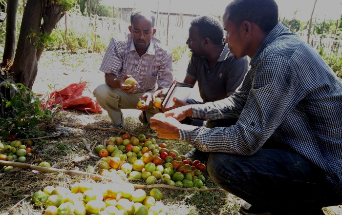 Sustainable vegetable growing in Ziway, Ethiopia