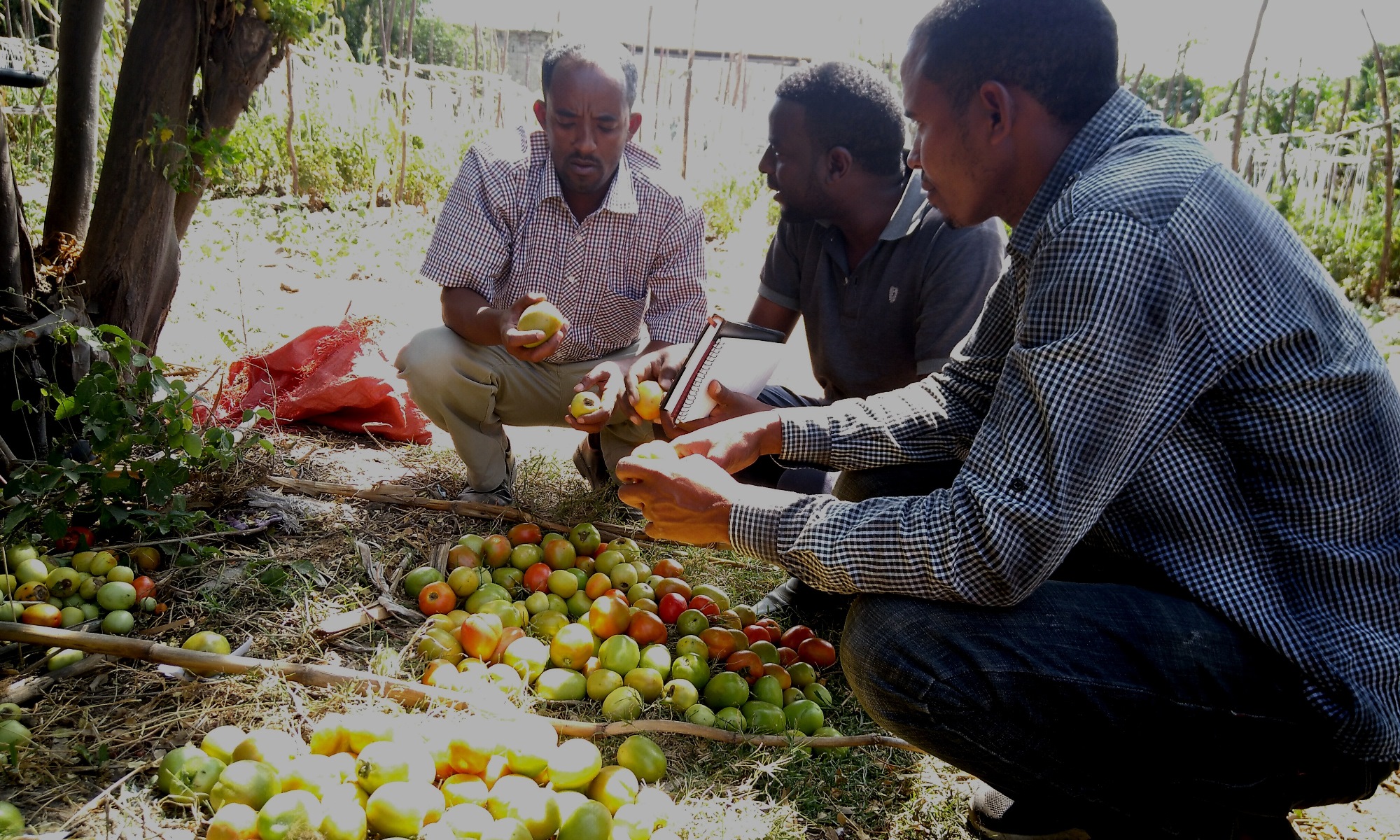 Sustainable vegetable growing in Ziway, Ethiopia