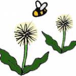 Bee on dandelions