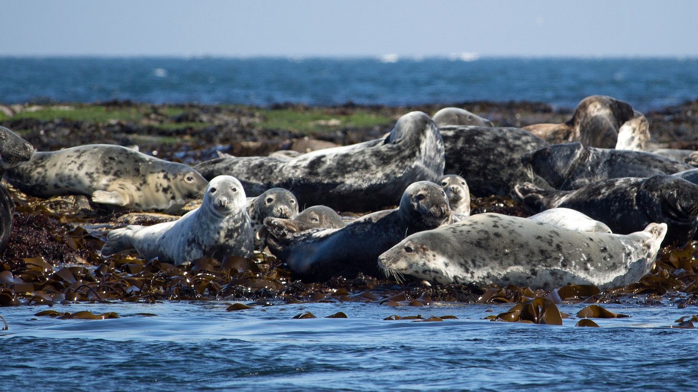 Grey seals - Northumberland, UK