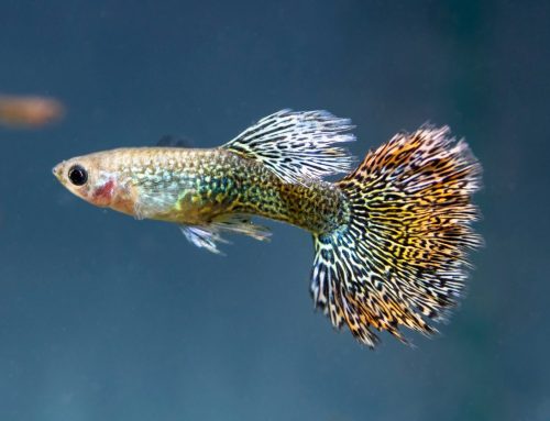 Pesticides found to reduce fish social behaviour