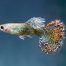 Guppy (Poecilia reticulata) also known as a rainbow fish, is one of the world's most widely distributed tropical fish.