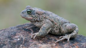 Natterjack toad