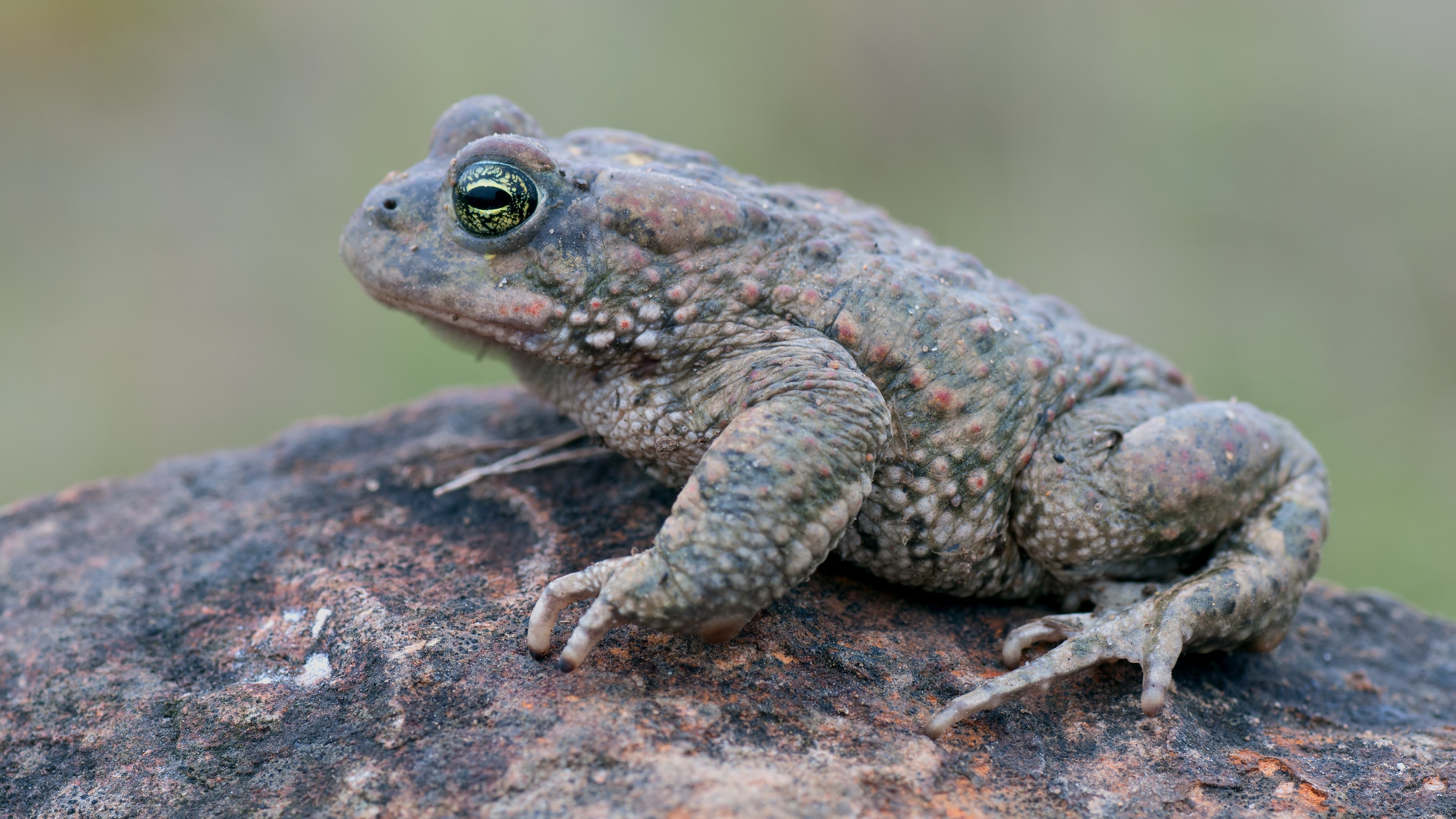 Natterjack toad