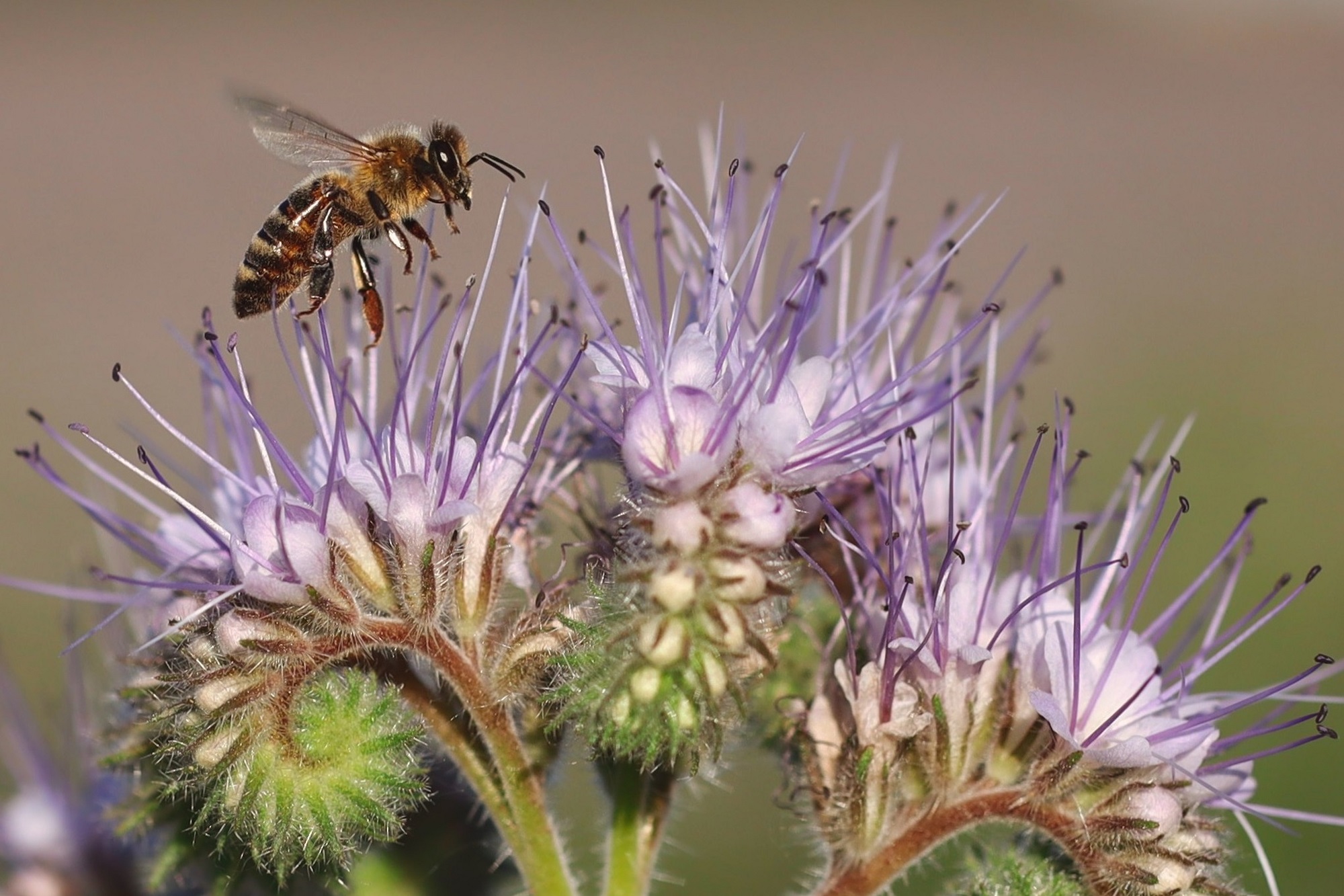 European honey bee