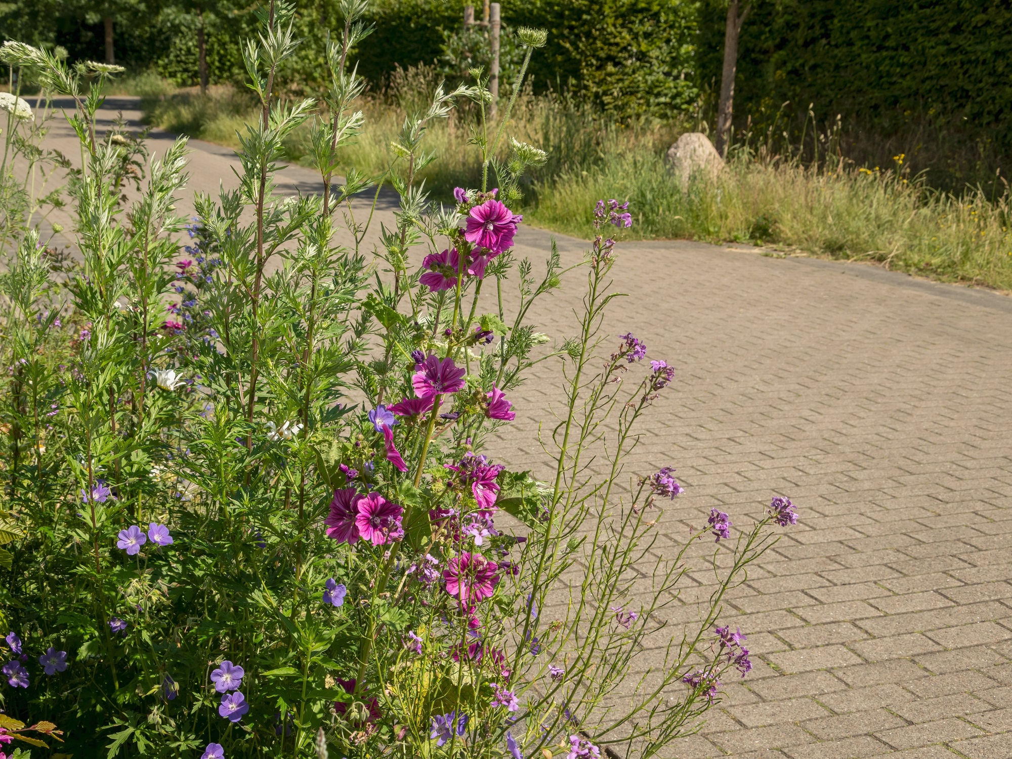 Natural urban greening is pollinator-friendly.