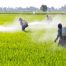 Farmer spraying pesticides in a rice field.