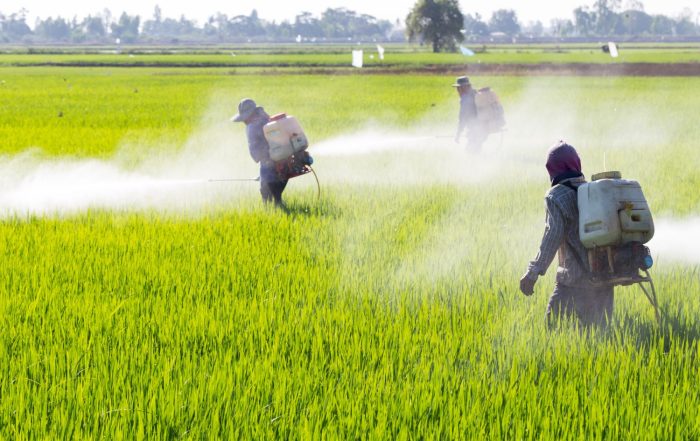 Farmer spraying pesticides in a rice field.