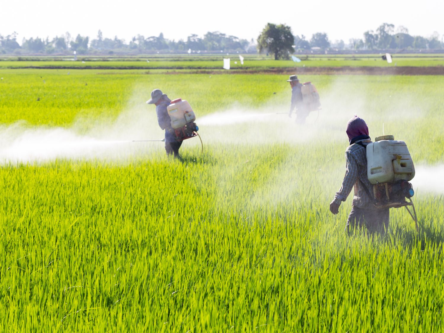 Farmer spraying pesticides in a rice field.