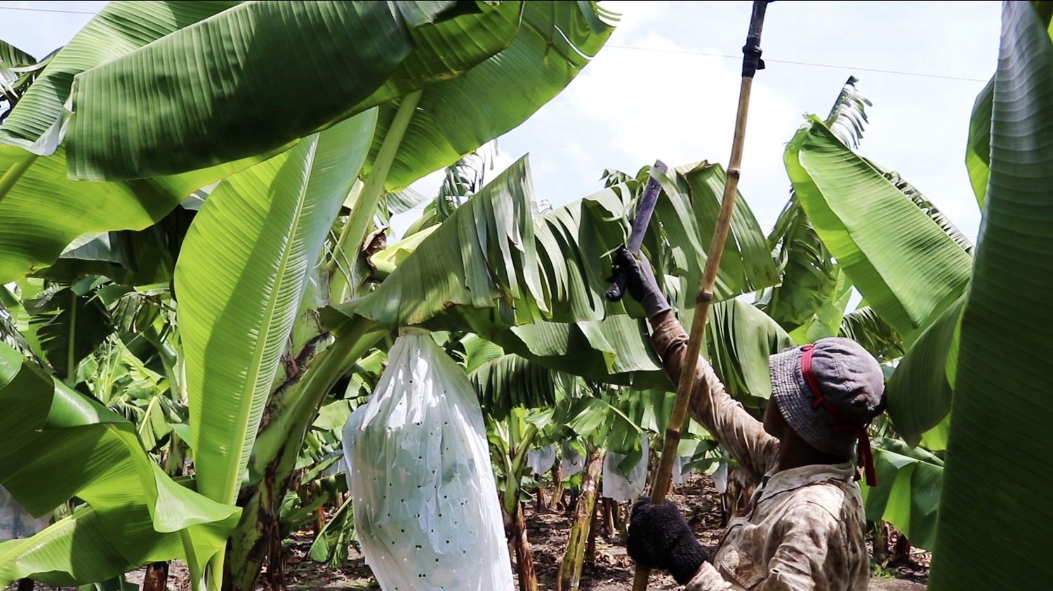 A worker at Golden Exotics organic farm manually cutting banana leaves infected with the black sigatoka fungus. Credit: Banana Link